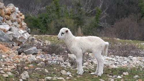 La pecora di Cherso